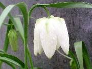 Fritillaria meleaugris Alba